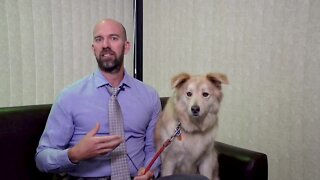 Pet Talk Tuesday - Diabetes and your pet