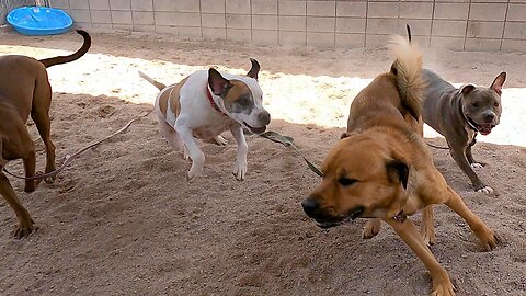 Dogs playing