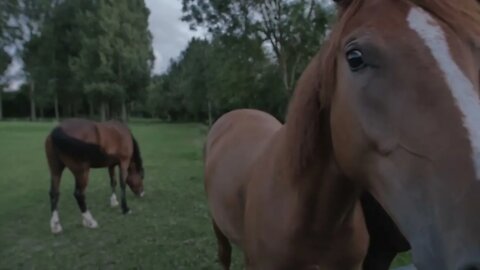 Close Up Horses