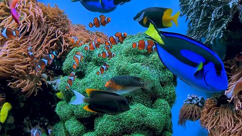 Marine life with beautiful colors and shapes