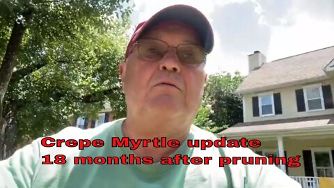 Crepe Myrtle Pruning Update
