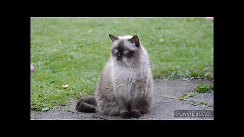 Baby Cats - Cute and Funny Cat Videos Compilation #1 / 2023