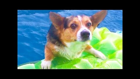 FUNNY99TEAM | CORGI FALLS IN POOL! | FUNNY DOGS