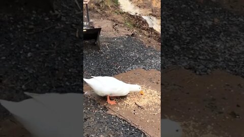 Little duck gobbles food during flood