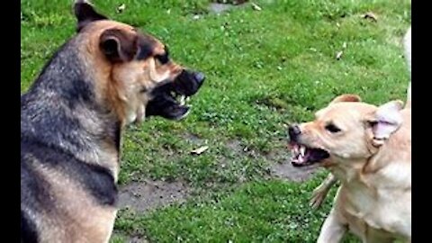 Ferocious and Aggressive Guard Dog Training Step by Step!