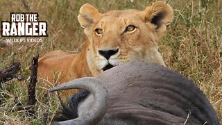 Lone Lioness With A Gnu Meal | Maasai Mara Safari | Zebra Plains