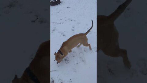 Max at 6 months old in the snow.