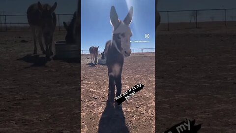 Adorable baby donkey! #farmanimals #shortvideo #short #shorts