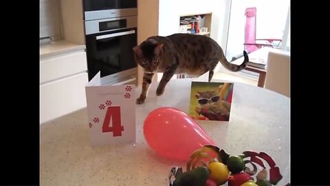 Cat Reaction to Playing Balloon - Funny Cat Balloon Reaction Compilation 2023