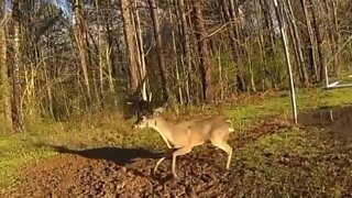 Sandy Springs Police Officers rescue and free a deer in distress