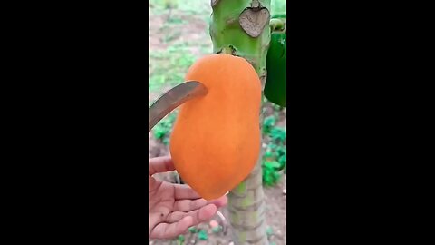 nature gift very tasty and healthy fruits