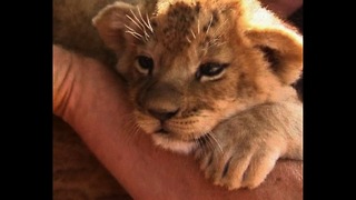 Man Moves Out Of Lions' Den