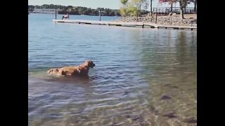 Cali swimming at McDowell Waterfront Deck, Lake Wylie, NC