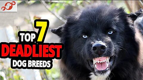 🐕 Deadliest Dogs – TOP 7 Deadliest Dog Breeds In The World!