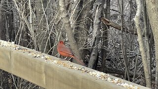 Cardinal James Gardens Toronto