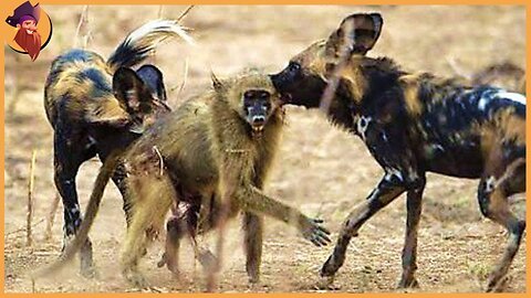 Why LEOPARDS And BUFFALOES Are Afraid Of African Wild Dog