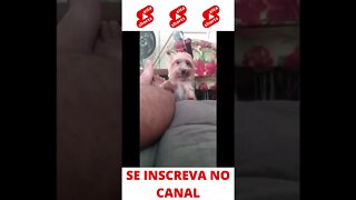 Cachorro querendo atenção do dono #shorts