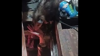 our pet possum 1(2)