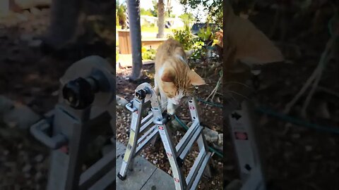 Tammy The Cat Helping With Maintenance On The House - Sort Of