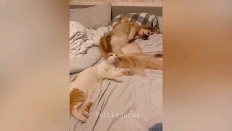 Funniest Animals 2023 😂 New Funny Cats and Dogs Videos 😻🐶 Part 1