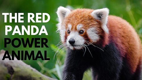 The Red Panda Power Animal