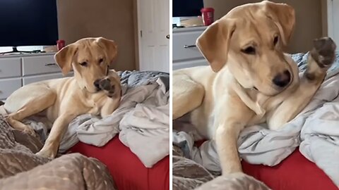 Pup Hilariously Confused By Its Own Paw