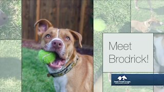 Denver Dumb Friends League: Meet Brodrick!