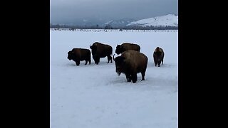 Bison harvest with crossbow