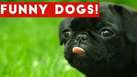 Funny Dogs videos