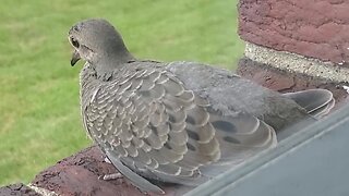 What's that on the window sill?