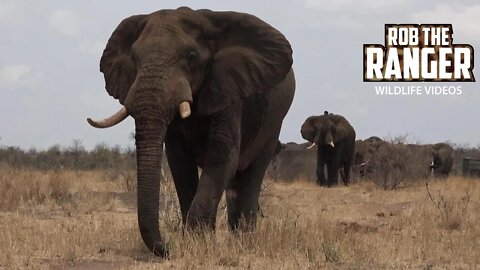 Elephants Near A Kruger Picnic Spot | Kruger National Park