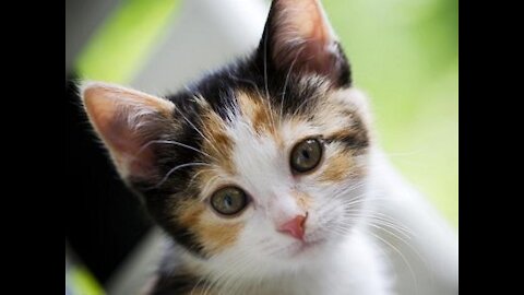 Calico Kitten playing with ball