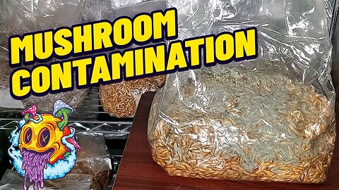 Mushroom Contamination & How To Avoid It (My First Time)
