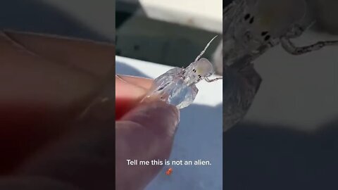 A transparent sea creature found by fishermen! Amazing!