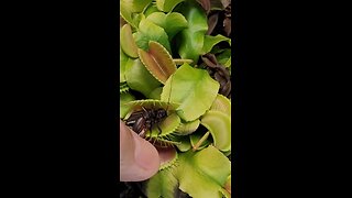 Feeding a Cricket to my Venus Fly Trap - They Have to Eat Too