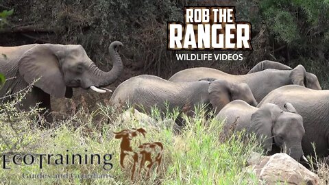 African Elephant Encounter On Foot | @EcoTraining TVTrails