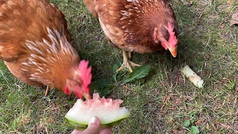 Chickens devour watermelon on a hot day