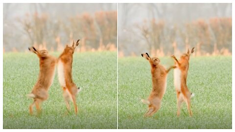 Two rabbits fighting in the field
