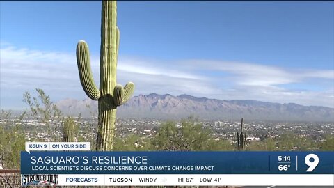 Saguaro's Resilience: Local scientists discuss climate change impact