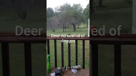 2 deadly doggoz assault deerz