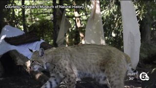 CLE Metroparks captures bobcat on camera; first modern county sighting in years