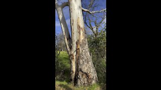 Tall Eucalyptus Tree @ Howe Homestead