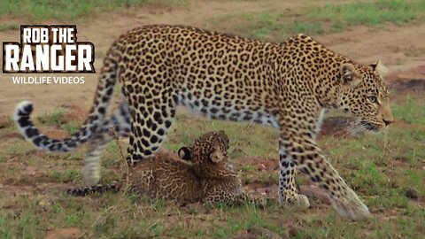 Leopards Of The Mara | Fig and Cub Furaha | Zebra Plains