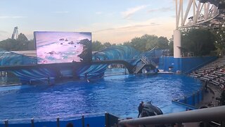 Sea World Orlando Show Highlights