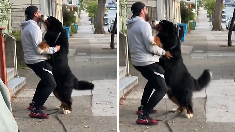 Huge Pup Has The Most Adorable Reaction To Seeing His Human