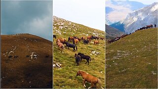 Pamje mahnitëse! Kuajt e Kukësit ‘pushtojnë’ malet e Sharrit