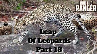 Leap Of Leopards: Mother And Cubs (18): Resting After Feeding