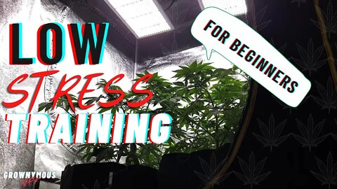 Low Stress Training For Beginners || what is it? #lst