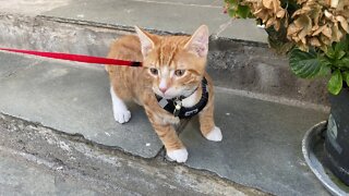 Kittens - More time outdoors for our cats. | Fox and Duplo