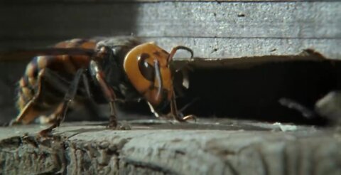 Bees kill a giant hornet with heat!!